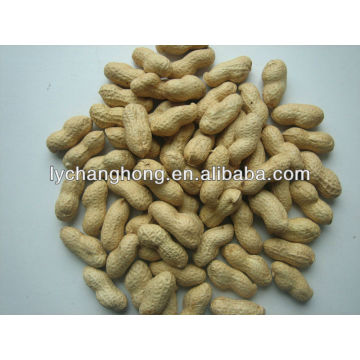 9/11 size peanut in shell 30kg/bag for sale with lowest price